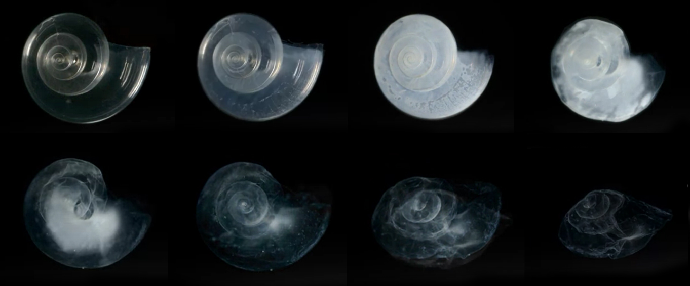 When reading complex scientific texts, such as studies on how ocean acidification dissolves pteropod shells, students often struggle because they cannot perceive the structural framework holding the data together.