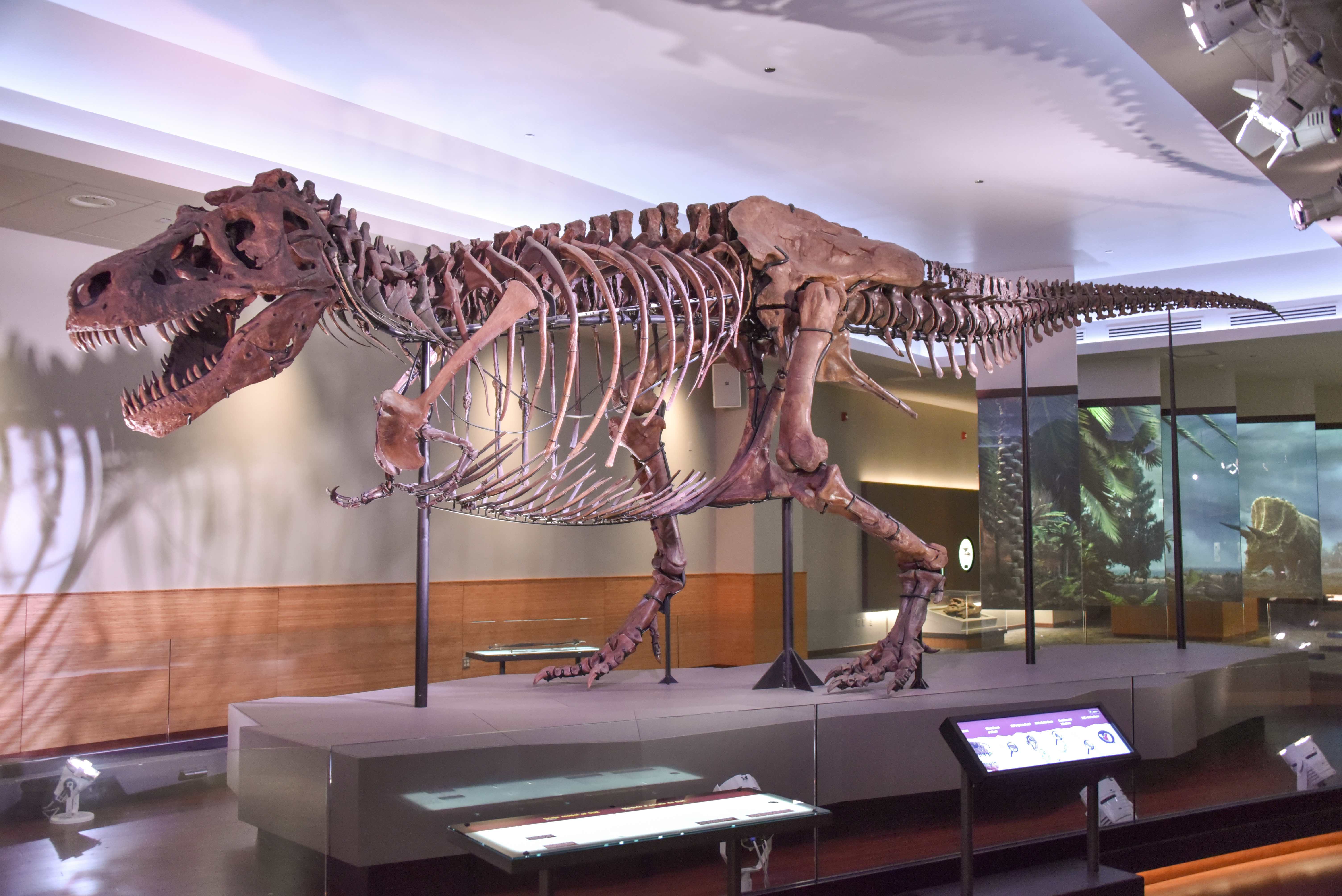 When texts present conflicting claims—such as debating whether the Tyrannosaurus Rex was a scavenger or an apex predator—students must synthesize these contradictions into a more nuanced understanding.