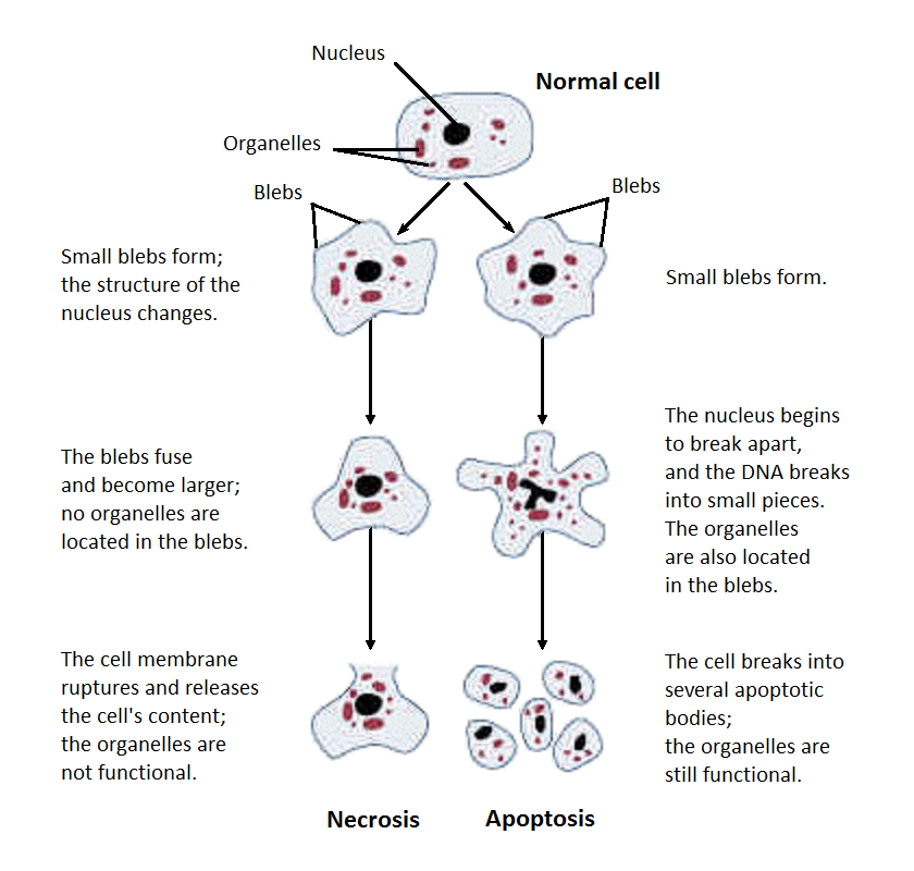 Comparison of cellular changes during apoptosis (controlled dismantling) versus necrosis (unregulated swelling and rupture).
