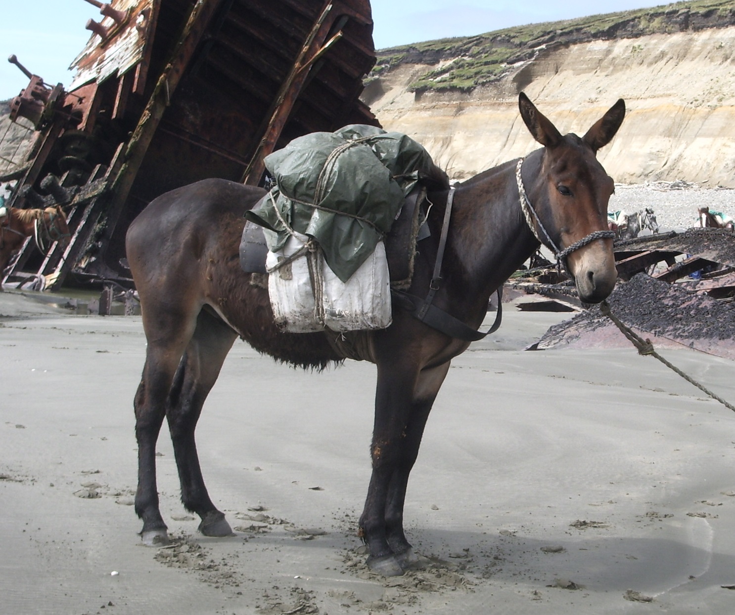 Mules are the robust but sterile offspring of a male donkey and a female horse. Because their parents have mismatched chromosome counts, mules cannot undergo normal meiosis, creating a permanent postzygotic barrier.