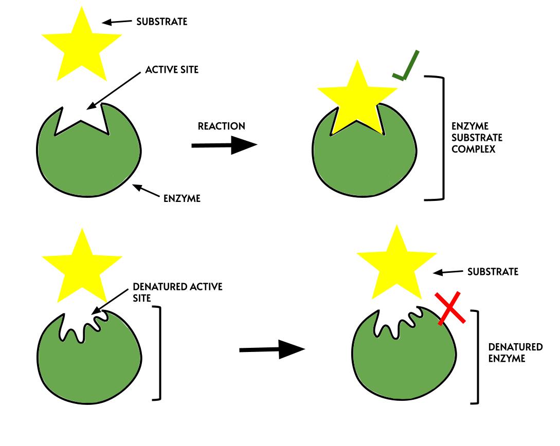 Extreme deviations in environmental temperature or pH disrupt the chemical bonds holding an enzyme together. This denaturation permanently deforms the active site, preventing the substrate from binding.