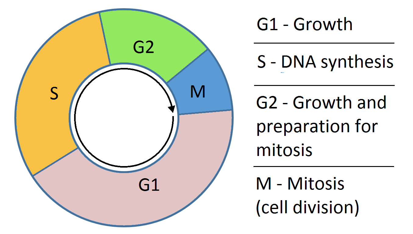 Cytotoxic chemotherapy drugs target cells undergoing active division in the cell cycle. Because they cannot distinguish between a patient's tumor cells and a nurse's healthy dividing cells, strict PPE is required.