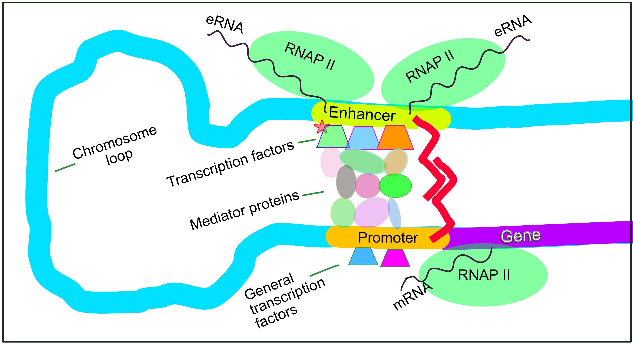 Eukaryotic transcriptional regulation relies on a complex 3D architecture. Distal enhancers bind activator proteins and loop back to interact with the promoter and general transcription factors via mediator complexes.