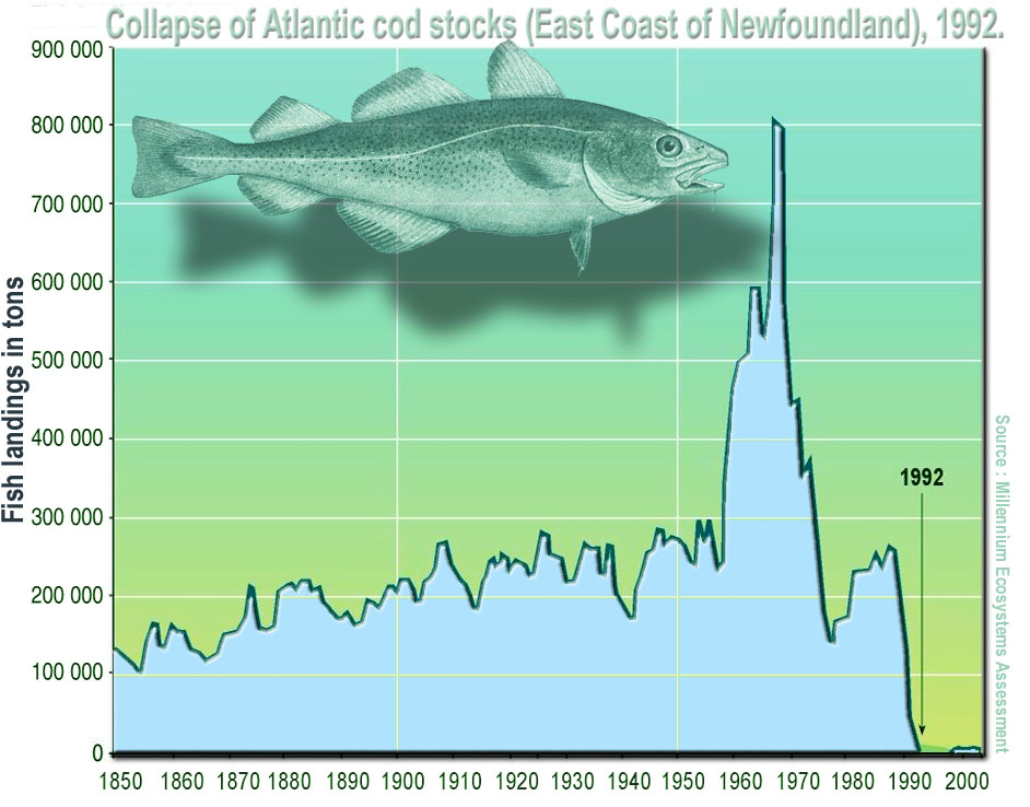 The historical collapse of the Atlantic Northwest cod fishery is a textbook example of severe overexploitation far exceeding the maximum sustainable yield.