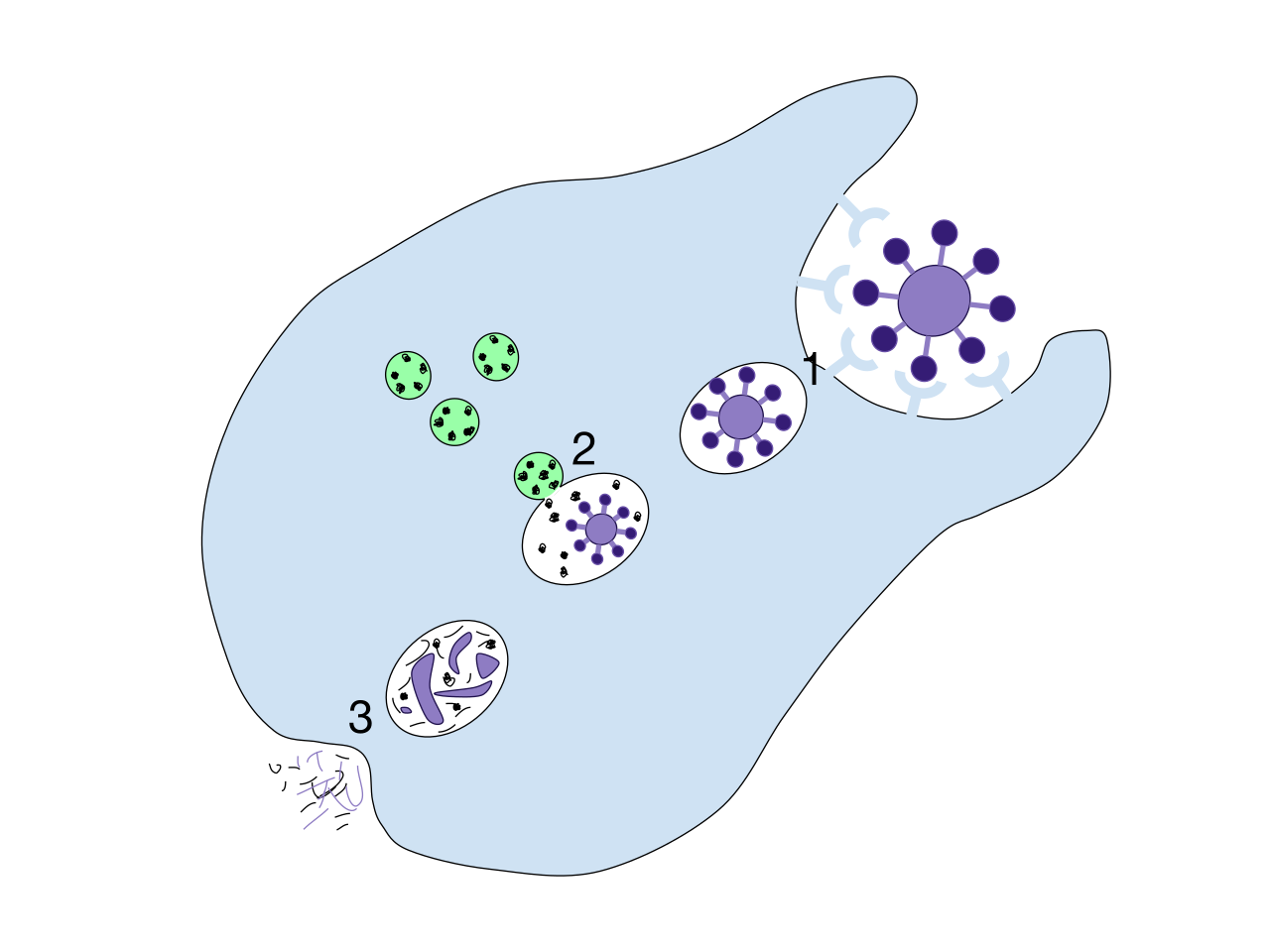 The process of phagocytosis: A white blood cell engulfs a pathogen into a vesicle (phagosome), which then fuses with a lysosome where powerful digestive enzymes break down the invader.