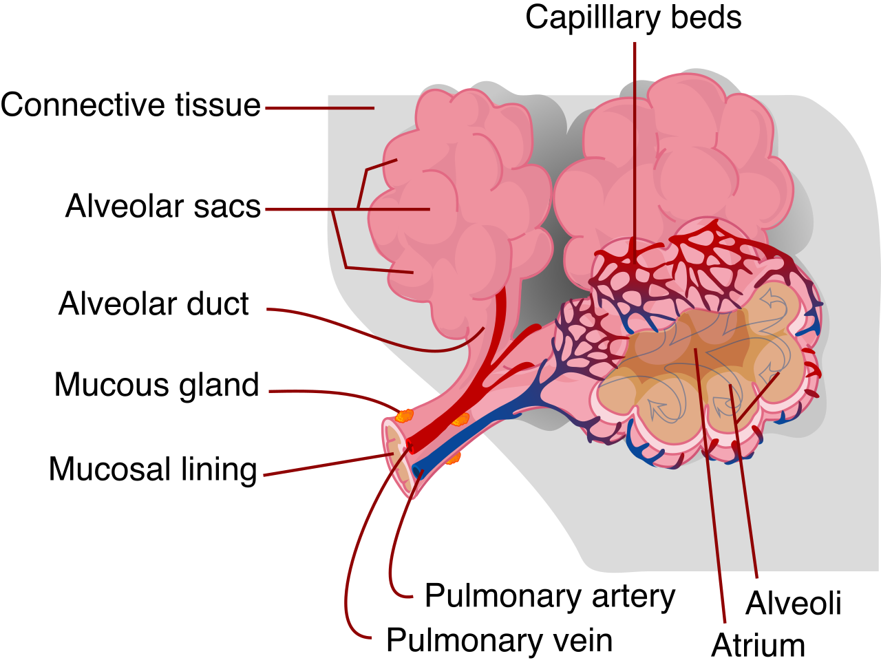 Microscopic alveoli are enveloped by dense capillary networks, functioning as the primary sites where oxygen and carbon dioxide diffuse between the lungs and the bloodstream.