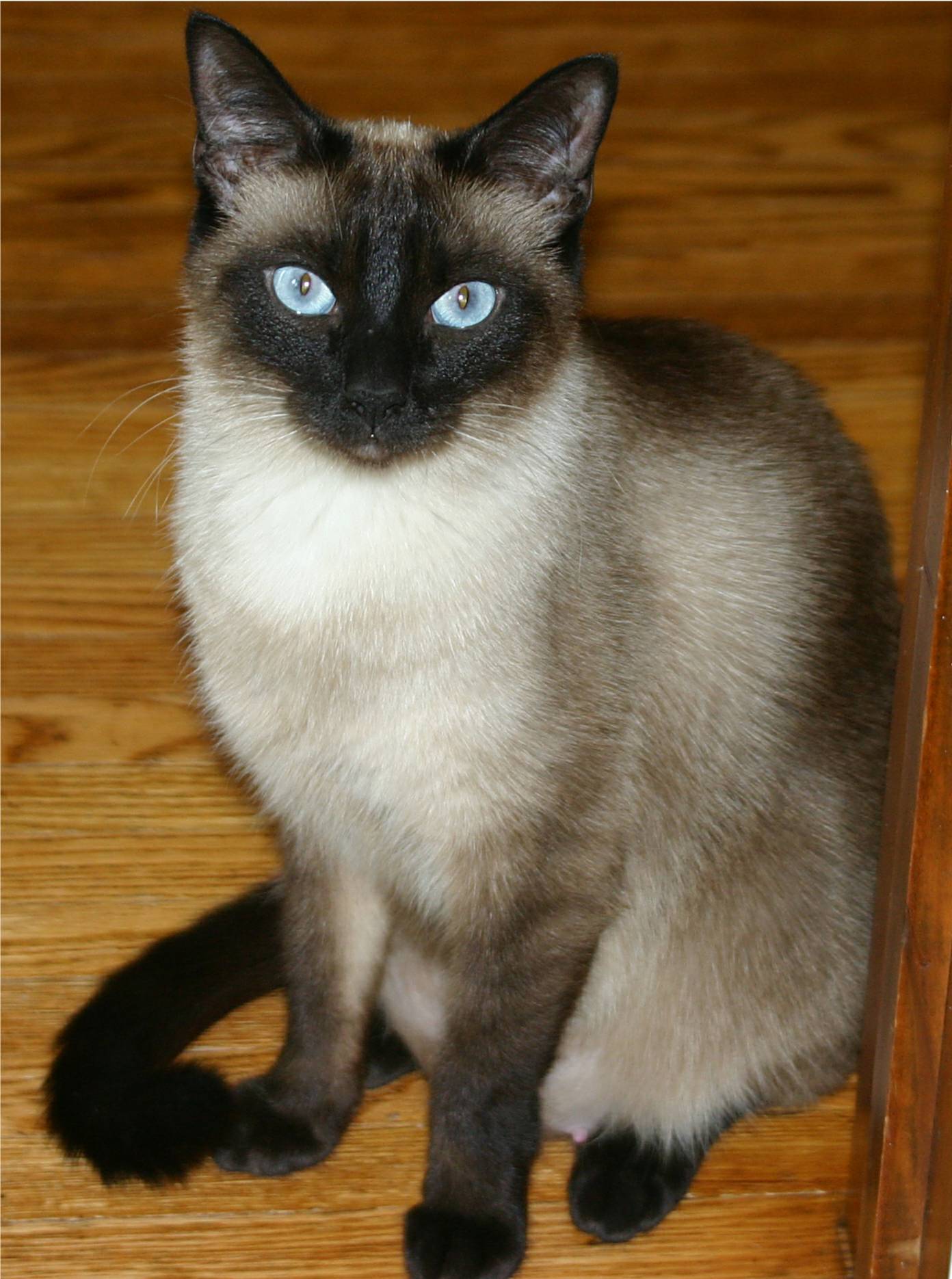 The coat pattern of a Siamese cat is the result of a temperature-sensitive mutation, restricting melanin production and deposition strictly to the cooler extremities of the body.