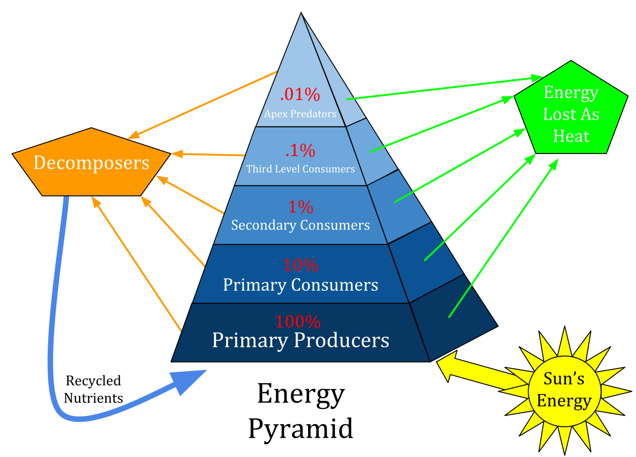 An ecological energy pyramid visually demonstrates the ten percent rule. Because 90% of energy is lost as metabolic heat at each trophic level, a massive base of primary producers is required to support a very small population of apex predators.