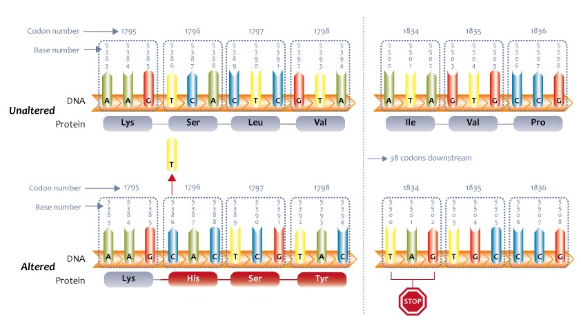 A single-base deletion shifts the entire reading frame of the mRNA transcript, altering every subsequent amino acid translated by the ribosome and often creating a premature stop codon.