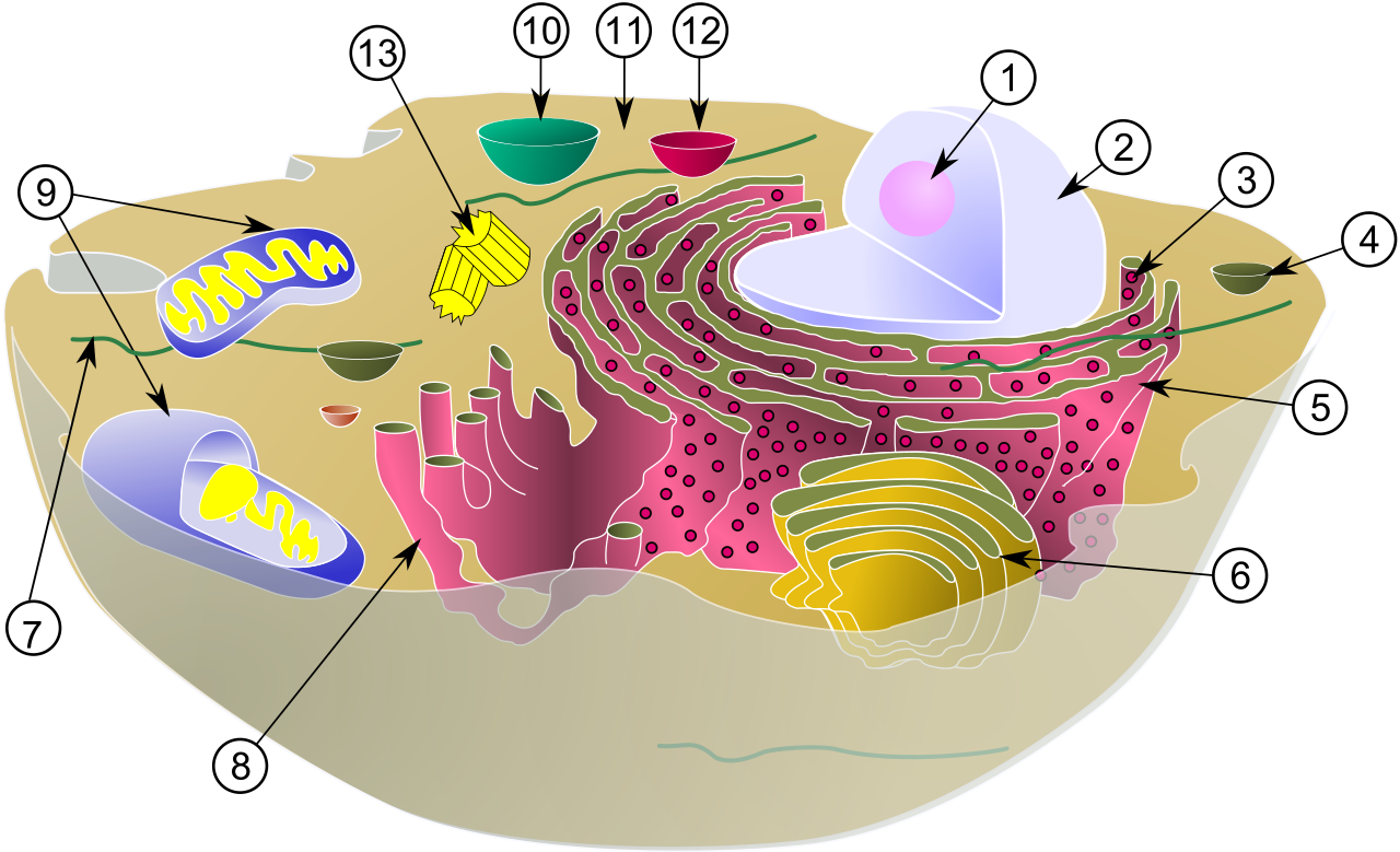 Cross-section of a typical eukaryotic animal cell detailing its highly compartmentalized organelles, including the central nucleus, mitochondria, and Golgi apparatus.