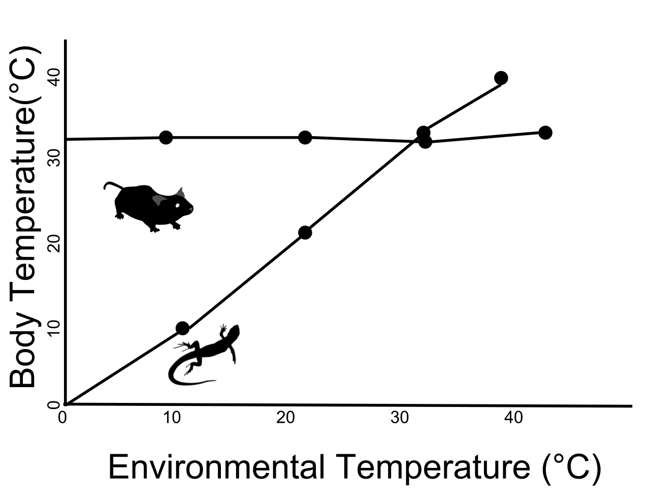 Endotherms, such as mice, maintain a constant internal body temperature regardless of environmental conditions, whereas ectotherms, like lizards, have body temperatures that closely track their environment.