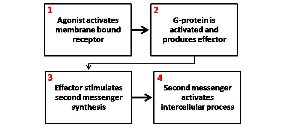 A general schematic of a second messenger system, where an initial extracellular signal is amplified into a large intracellular response via small, rapidly diffusing molecules like cAMP or calcium ions.