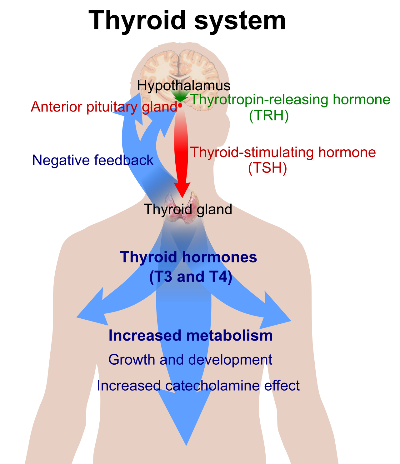The negative feedback loop of the thyroid axis. The hypothalamus and anterior pituitary continuously monitor and regulate the thyroid gland's release of T3 and T4, which control the body's basal metabolic rate.