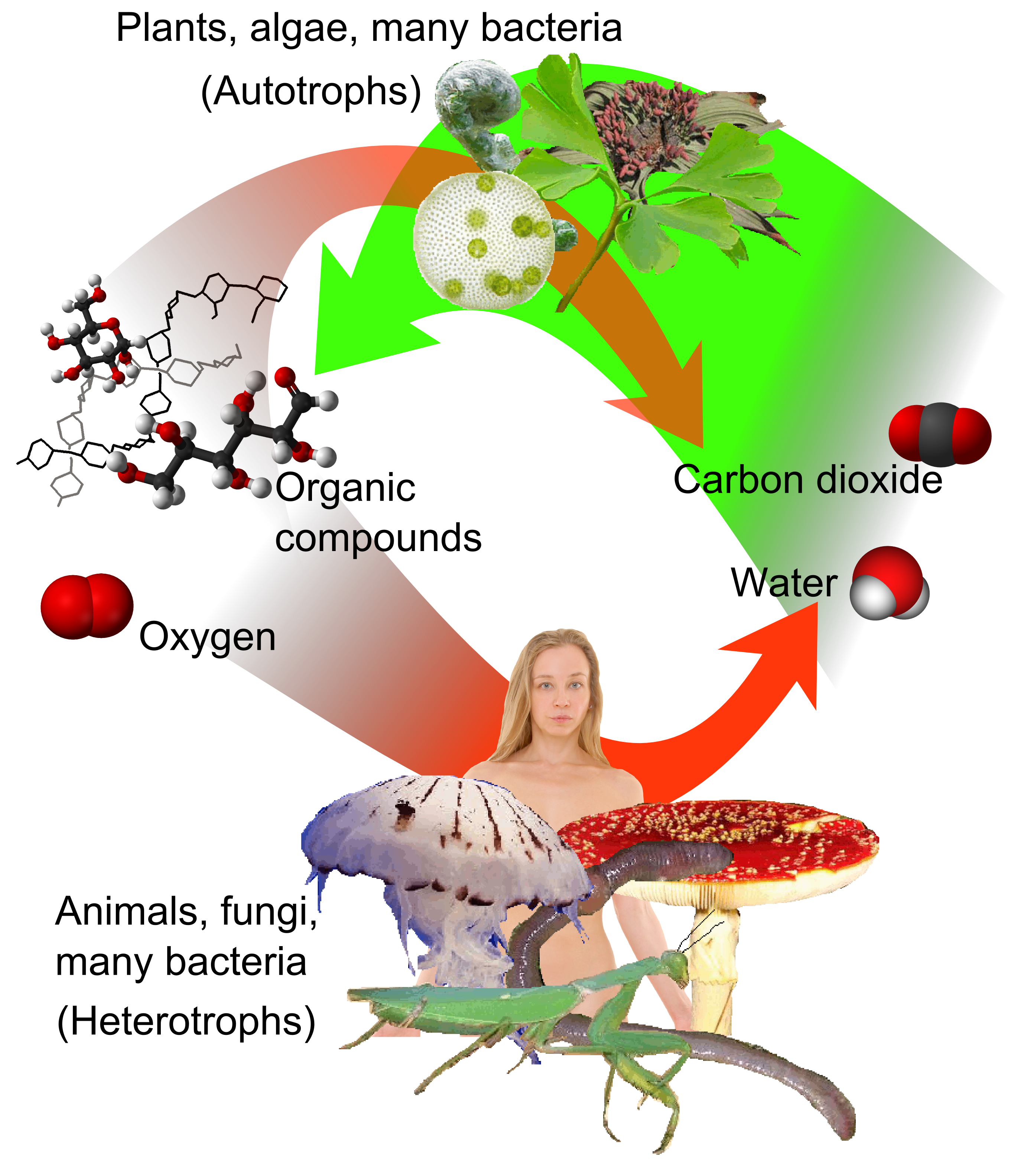 The biological carbon cycle is an active, rapid loop driven by two reciprocal processes: photosynthesis, which fixes atmospheric carbon dioxide into organic compounds, and cellular respiration, which breaks those compounds down.