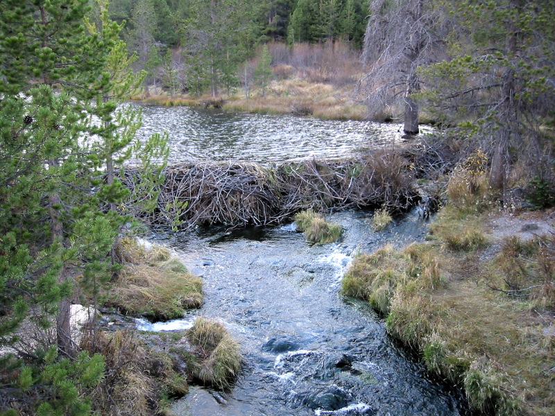 Beavers act as ecosystem engineers by constructing dams. This physical labor fundamentally alters local hydrology, transforming flowing streams into stagnant wetlands that harbor entirely new ecological communities.