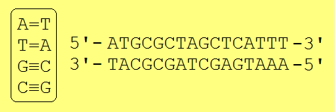 Base pairing in DNA: Adenine (A) forms two hydrogen bonds with thymine (T), while cytosine (C) forms three hydrogen bonds with guanine (G).