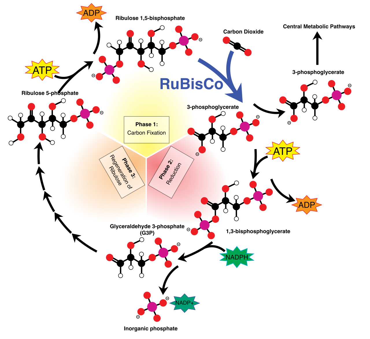 The Calvin-Benson cycle operates as a continuous molecular assembly line in the stroma, using ATP and NADPH to fix carbon dioxide into three-carbon sugar precursors.
