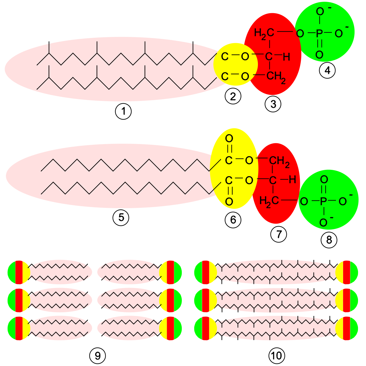 Structural comparison of cell membranes showing the unique ether linkages in archaeal phospholipids versus the ester linkages found in bacteria and eukaryotes.