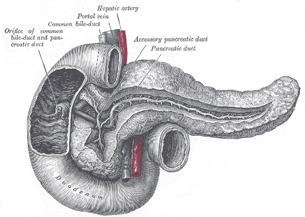 The anatomical relationship between the pancreas, gallbladder, and duodenum, demonstrating how accessory organs empty their biochemical supplies into the small intestine to aid digestion.
