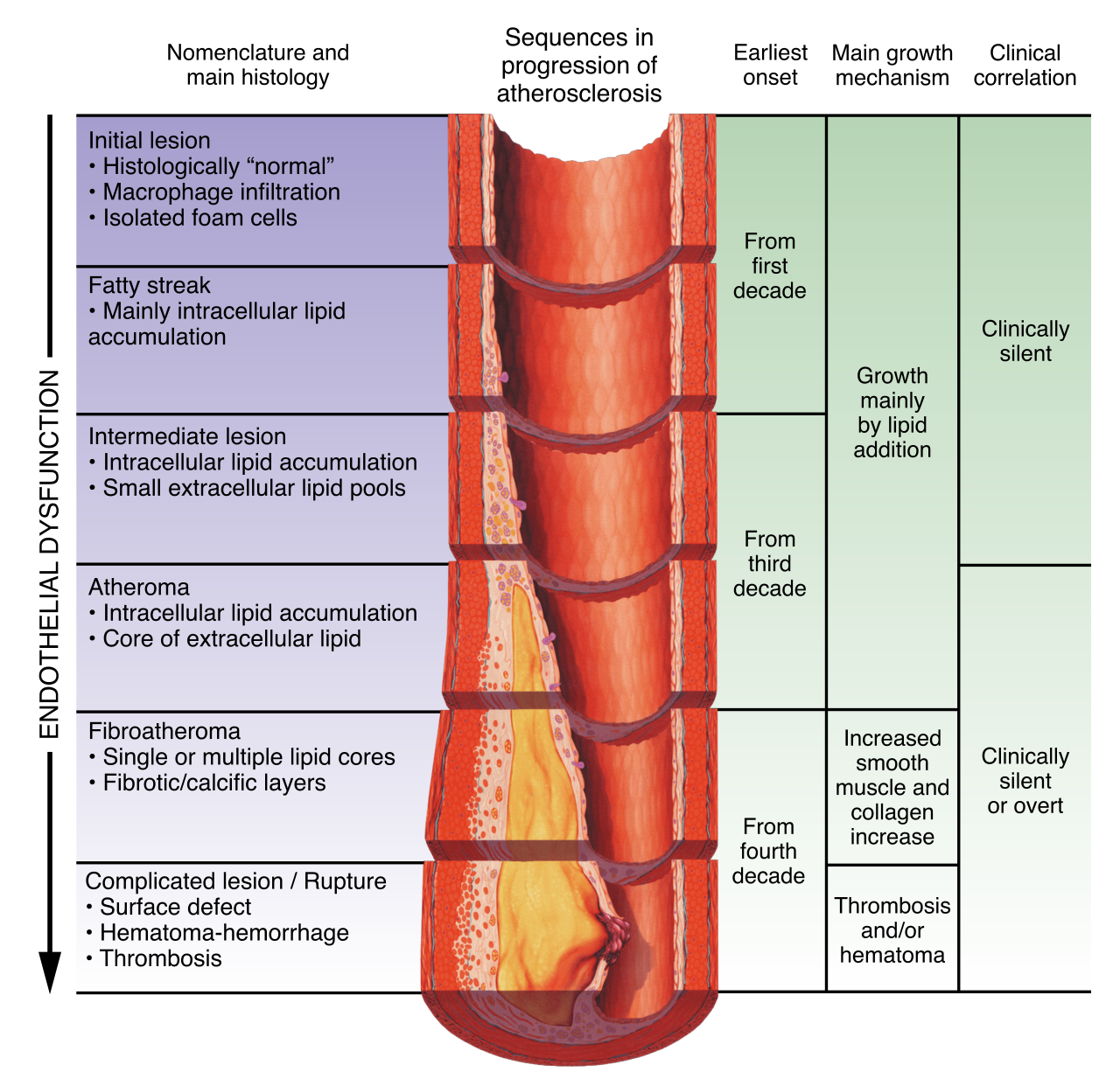 Diets high in saturated fats trigger endothelial dysfunction and the progressive buildup of atherosclerotic plaque, narrowing the arterial lumen over time.