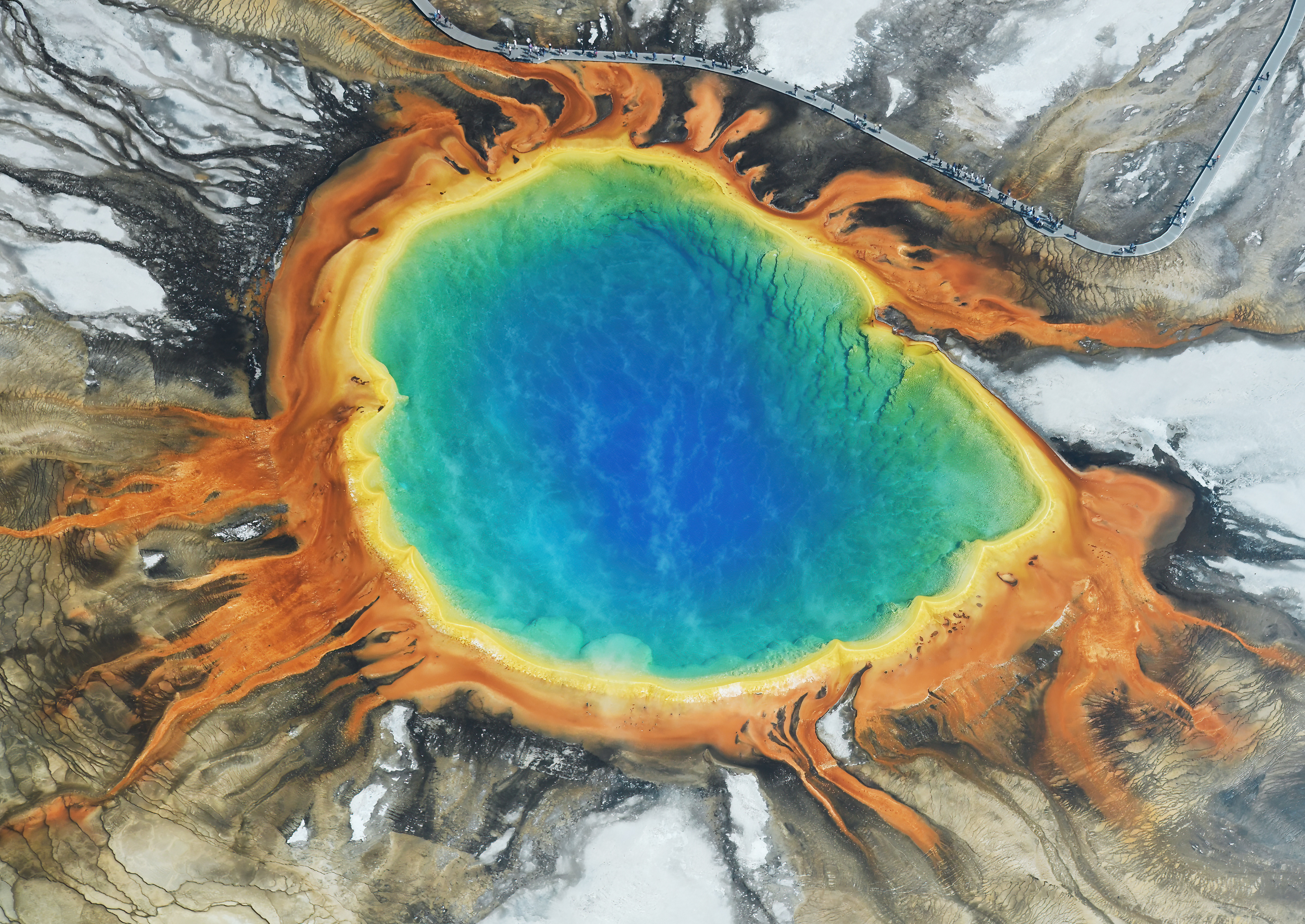 Thermus aquaticus, a thermophilic bacterium that produces the essential heat-stable Taq polymerase enzyme utilized in PCR, was discovered thriving in the boiling hot springs of Yellowstone National Park.