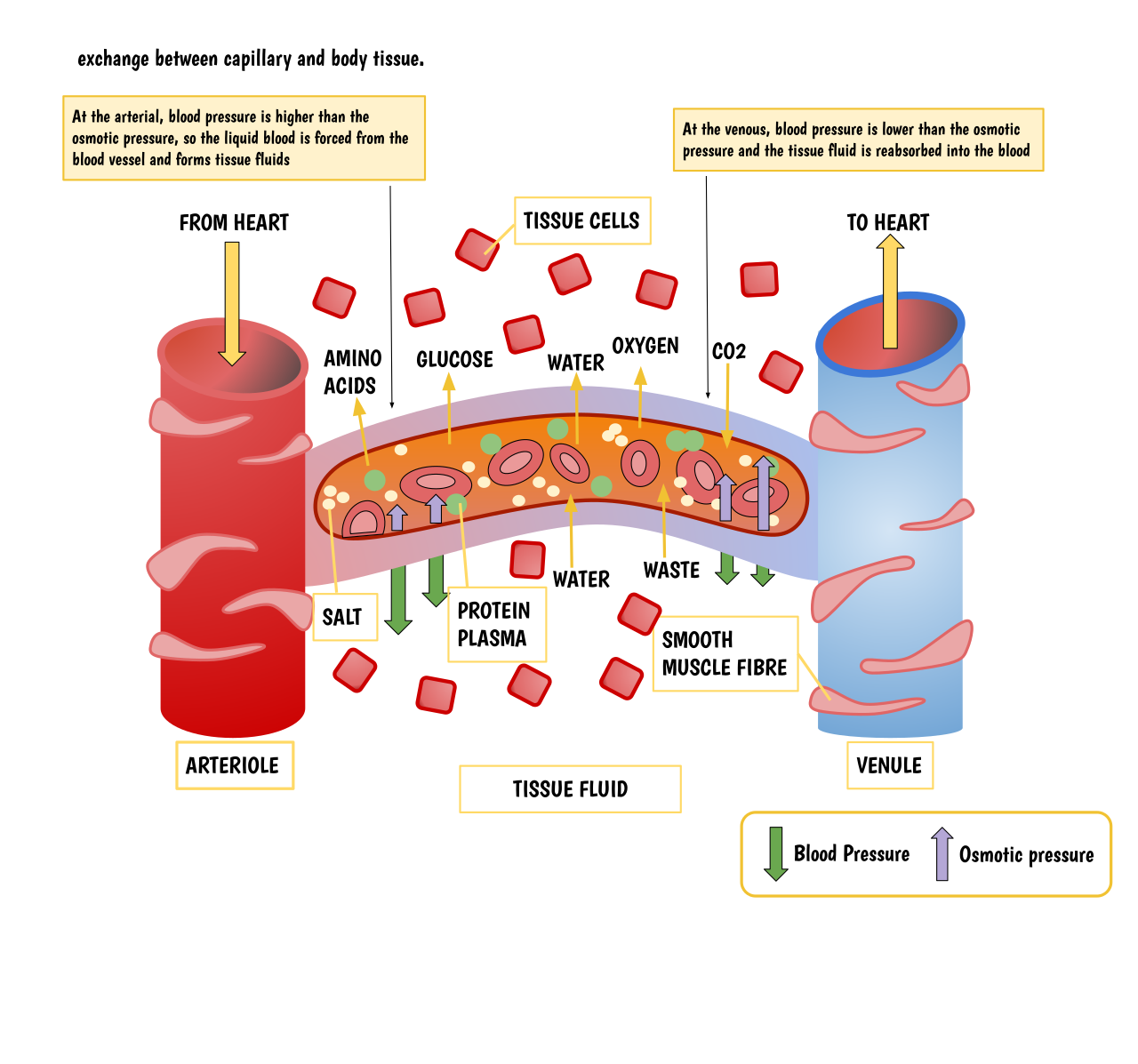 Capillaries form a microscopic network between arteries and veins, allowing for the exchange of gases and nutrients with surrounding tissues.