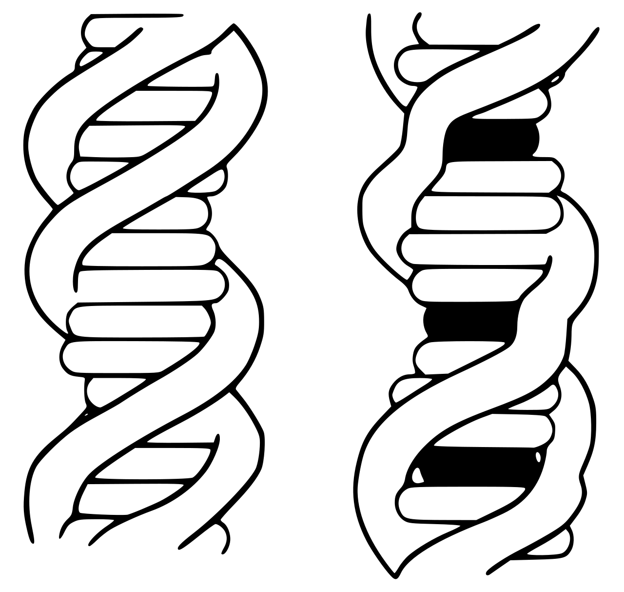 Intercalating agents wedge themselves directly between adjacent base pairs, physically distorting the DNA double helix and potentially causing nucleotide insertions or deletions during replication.