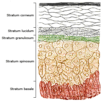 Cross-section of the epidermis showing its distinct cellular strata, progressing from the actively dividing stratum basale to the superficial, dead stratum corneum.