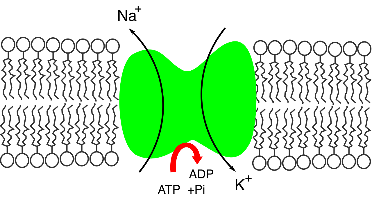 The sodium-potassium pump relies on ATP to maintain intracellular electrolyte balance; its failure during hypoxia leads to sodium accumulation and cellular swelling.