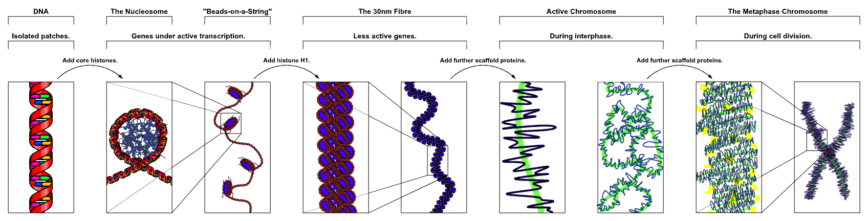 The hierarchical compaction of DNA, from a single double helix wrapping around histone proteins to form nucleosomes, ultimately coiling into a dense metaphase chromosome.