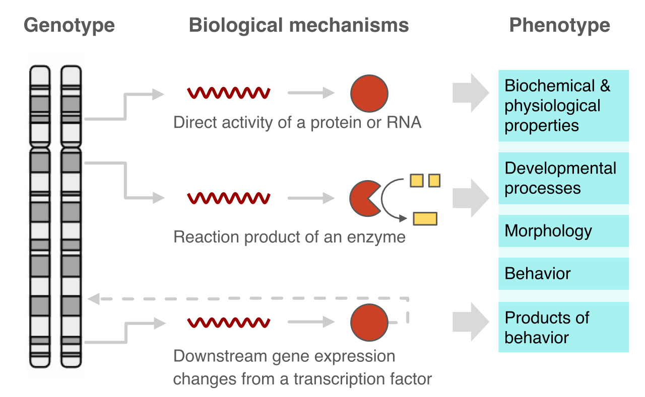 The phenotype of an organism is the observable physical reality, which is determined by the underlying genetic code (genotype) in conjunction with environmental factors.