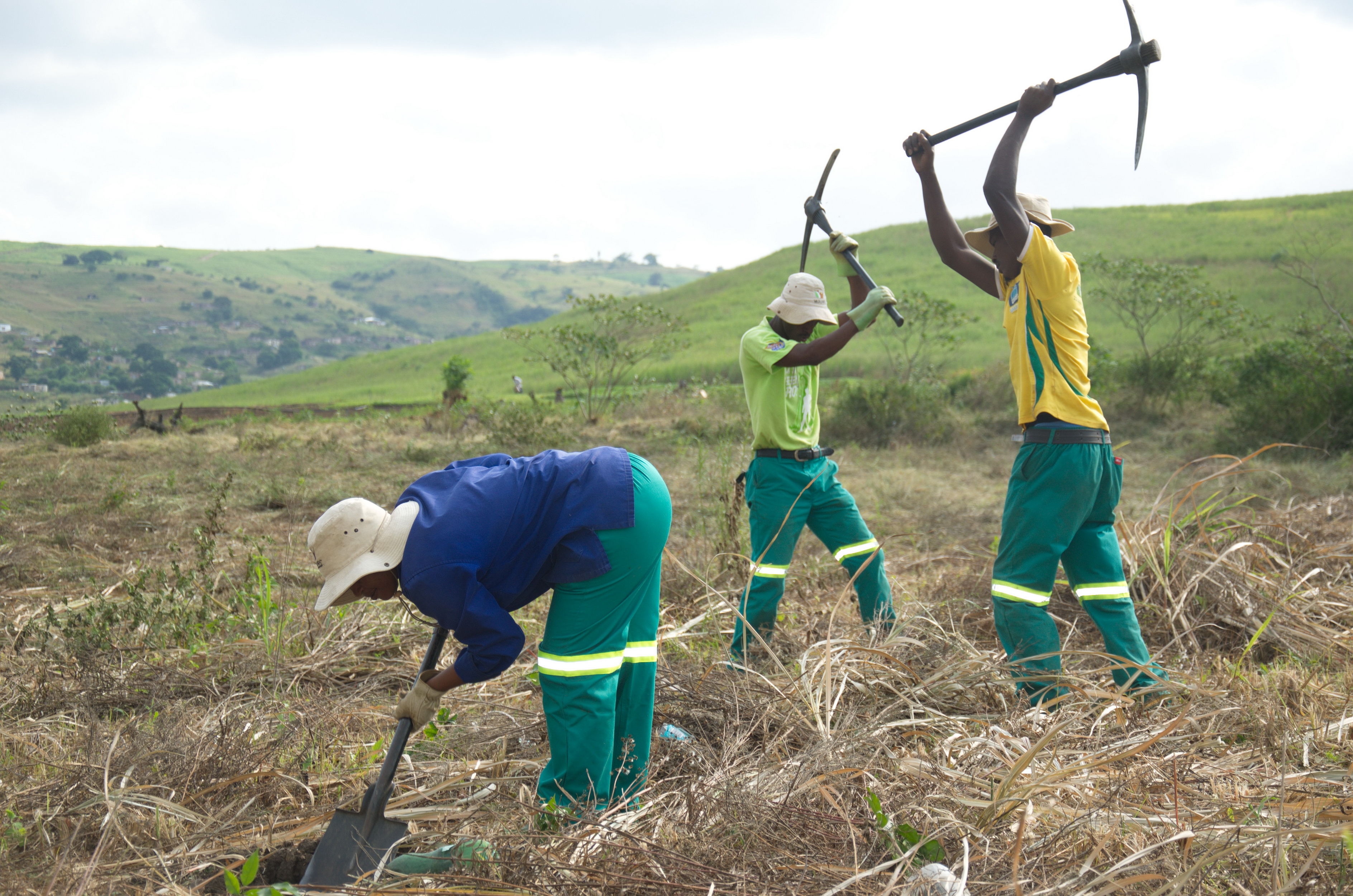 Ecological restoration, such as this community reforestation project, is an active solution where humans engineer environments back to states that support the survival needs of historical inhabitants.