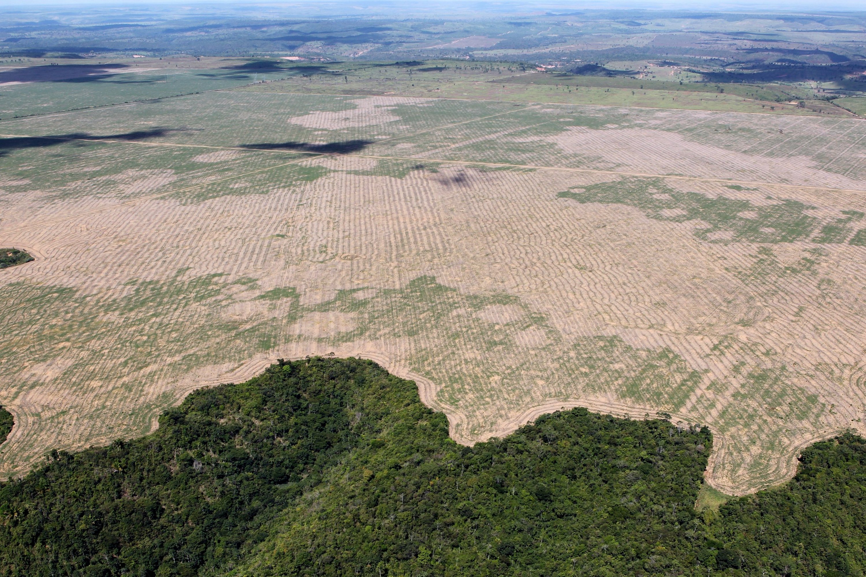 Deforestation, such as the clearing of the Amazon rainforest for agriculture, represents a severe physical modification of the environment that removes vital carbon sinks and accelerates climate change.