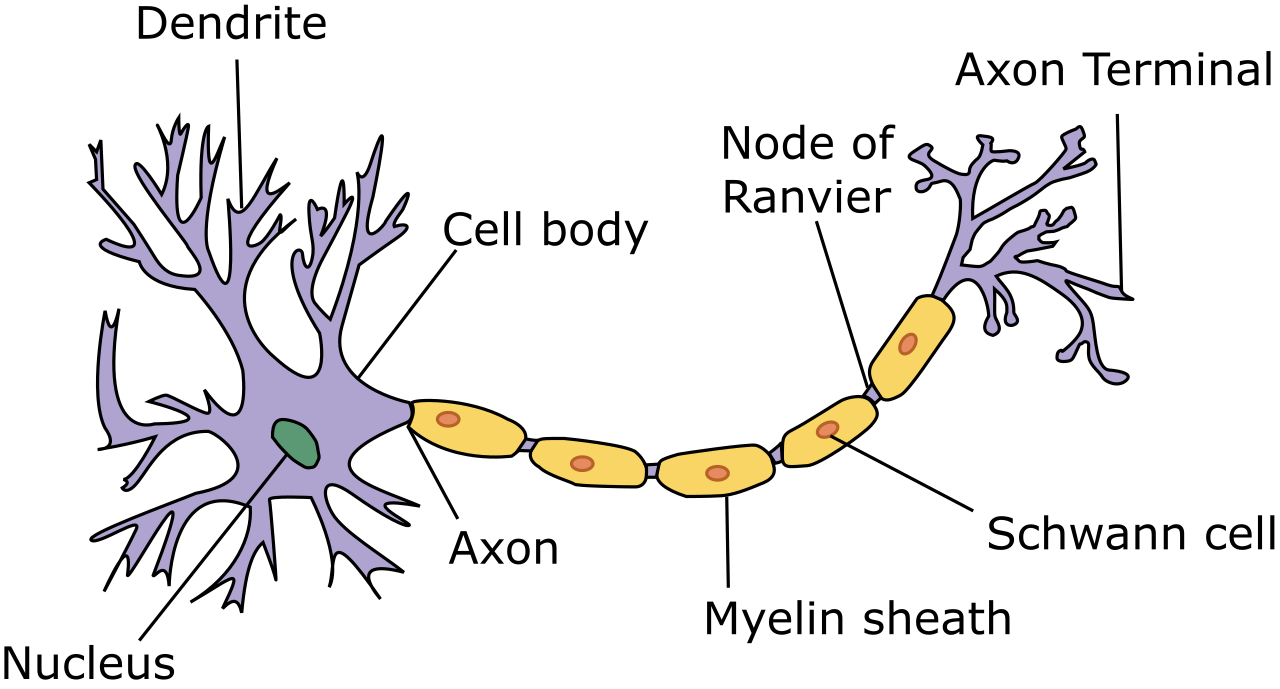 The structure of a typical neuron, featuring dendrites to receive incoming signals and a long axon to transmit rapid electrochemical impulses to target cells.