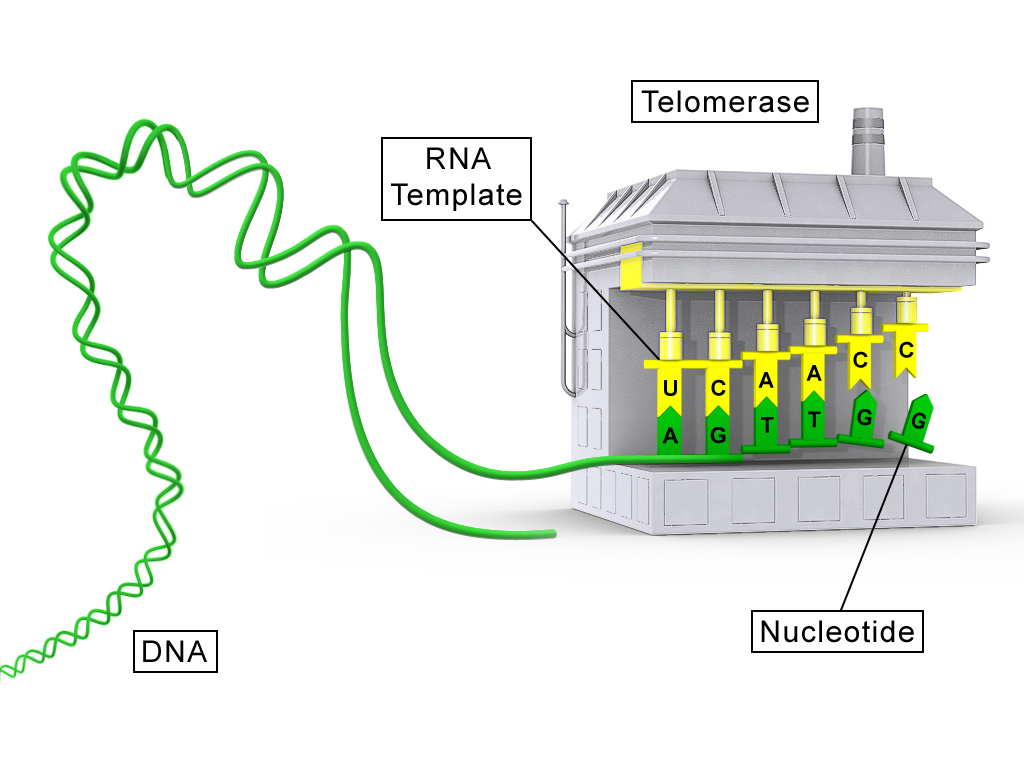 Conceptual diagram of the telomerase enzyme, highlighting its dual nature as a ribonucleoprotein complex containing both a catalytic protein subunit and an RNA template.