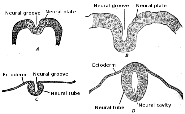 The process of neurulation, demonstrating how chemical signals from the mesodermal notochord induce the overlying ectoderm to fold inward and form the neural tube.
