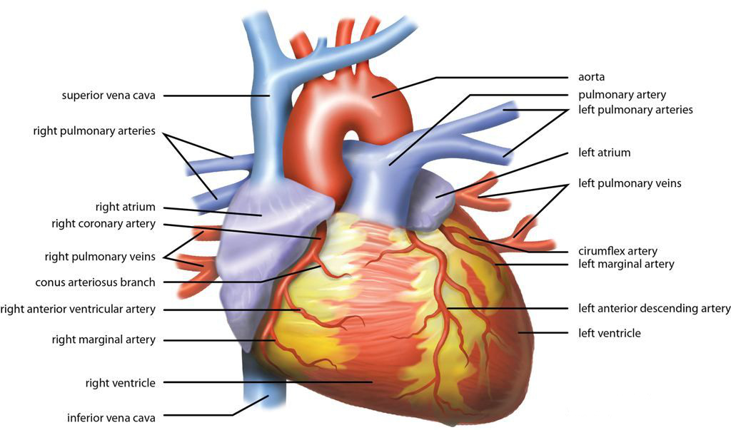 A medical diagram of the human heart. Diagrams simplify complex biological structures to highlight specific mechanical and anatomical features.