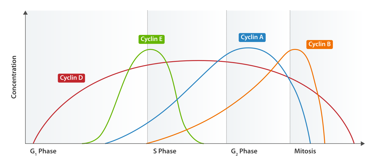 Cyclin protein concentrations fluctuate cyclically throughout the cell cycle, serving as the temporal timing mechanism that activates the constant-concentration cyclin-dependent kinases (CDKs).