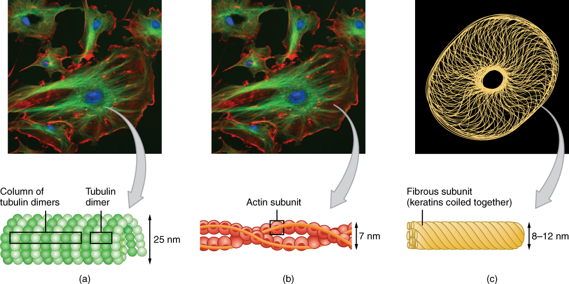 The cytoskeleton is composed of three distinct networks: microfilaments (actin), intermediate filaments, and microtubules (tubulin).