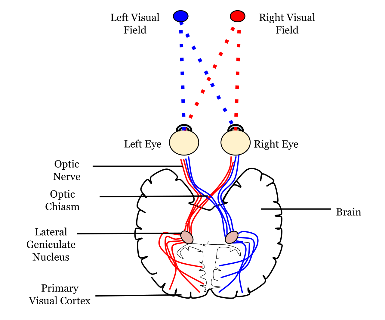 A diagram of a neural pathway. Total Physical Response (TPR) links kinetic body movements to specific vocabulary words to strengthen these neurological connections in the brain.