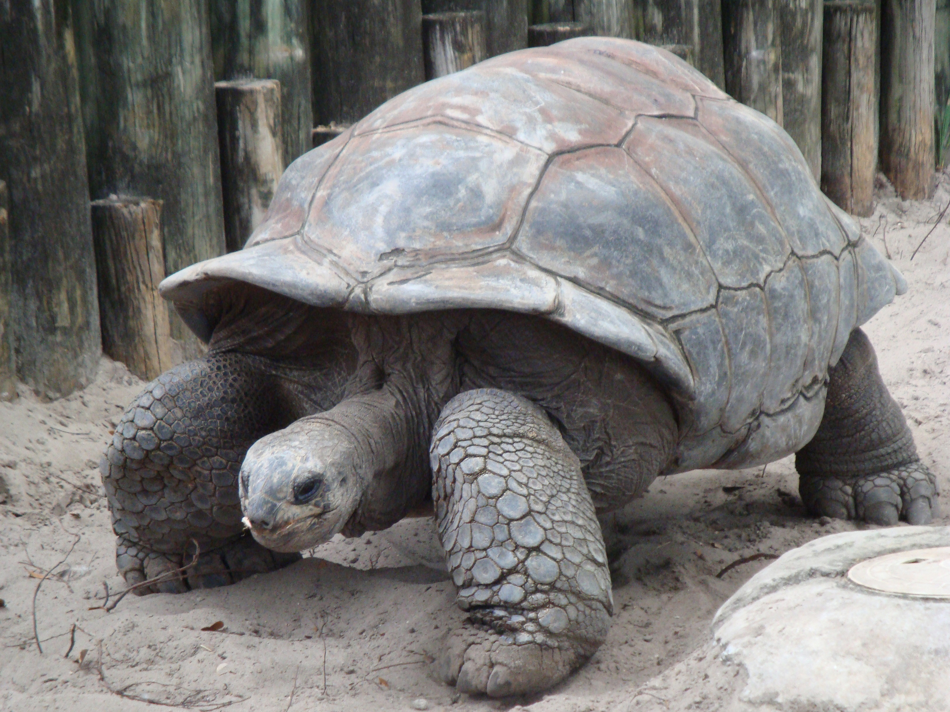 Giant tortoises possess incredibly expansive life cycles, with individuals routinely surviving for over a century.
