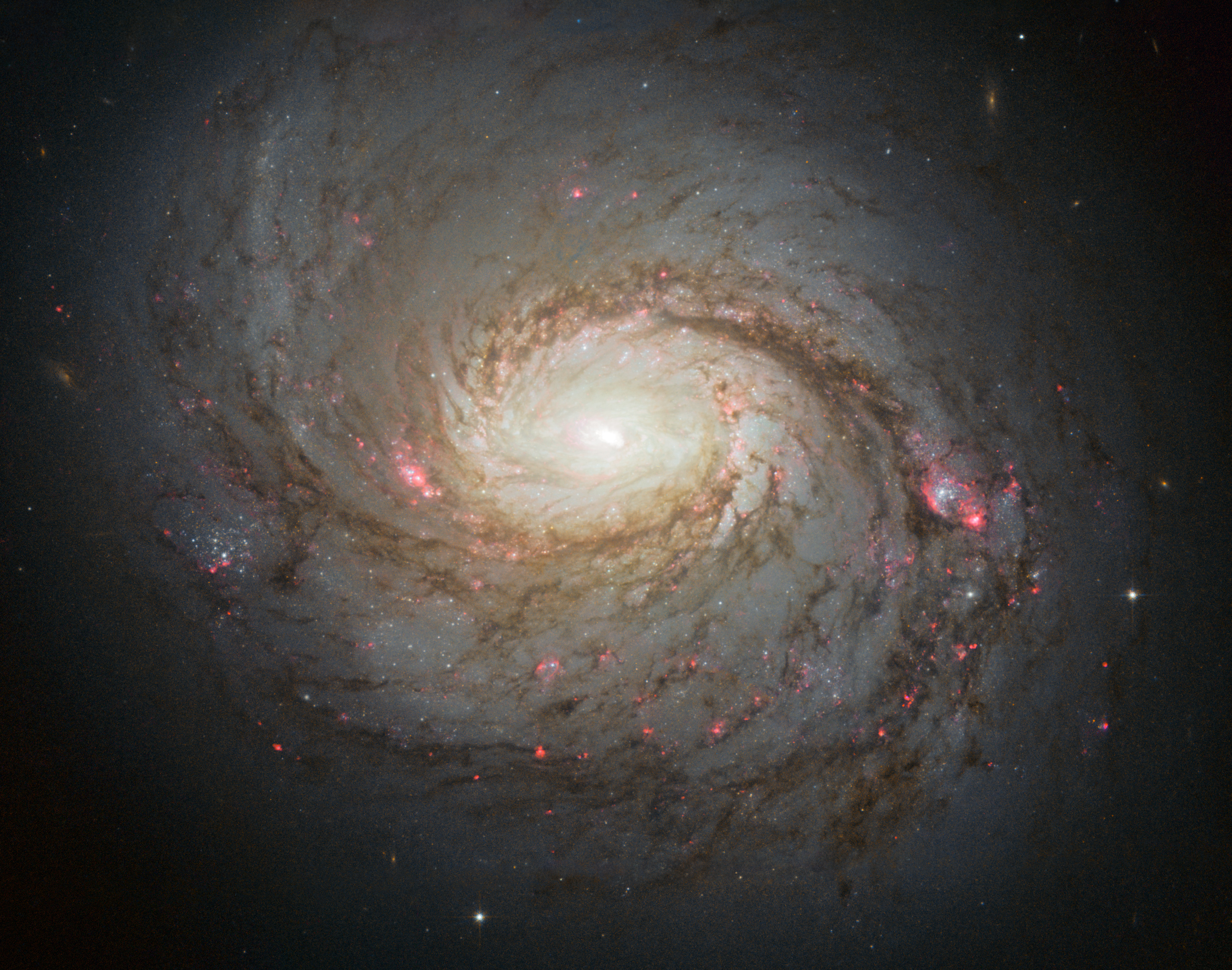 A typical spiral galaxy, characterized by sweeping arms of stellar material spiraling out from a dense central core.