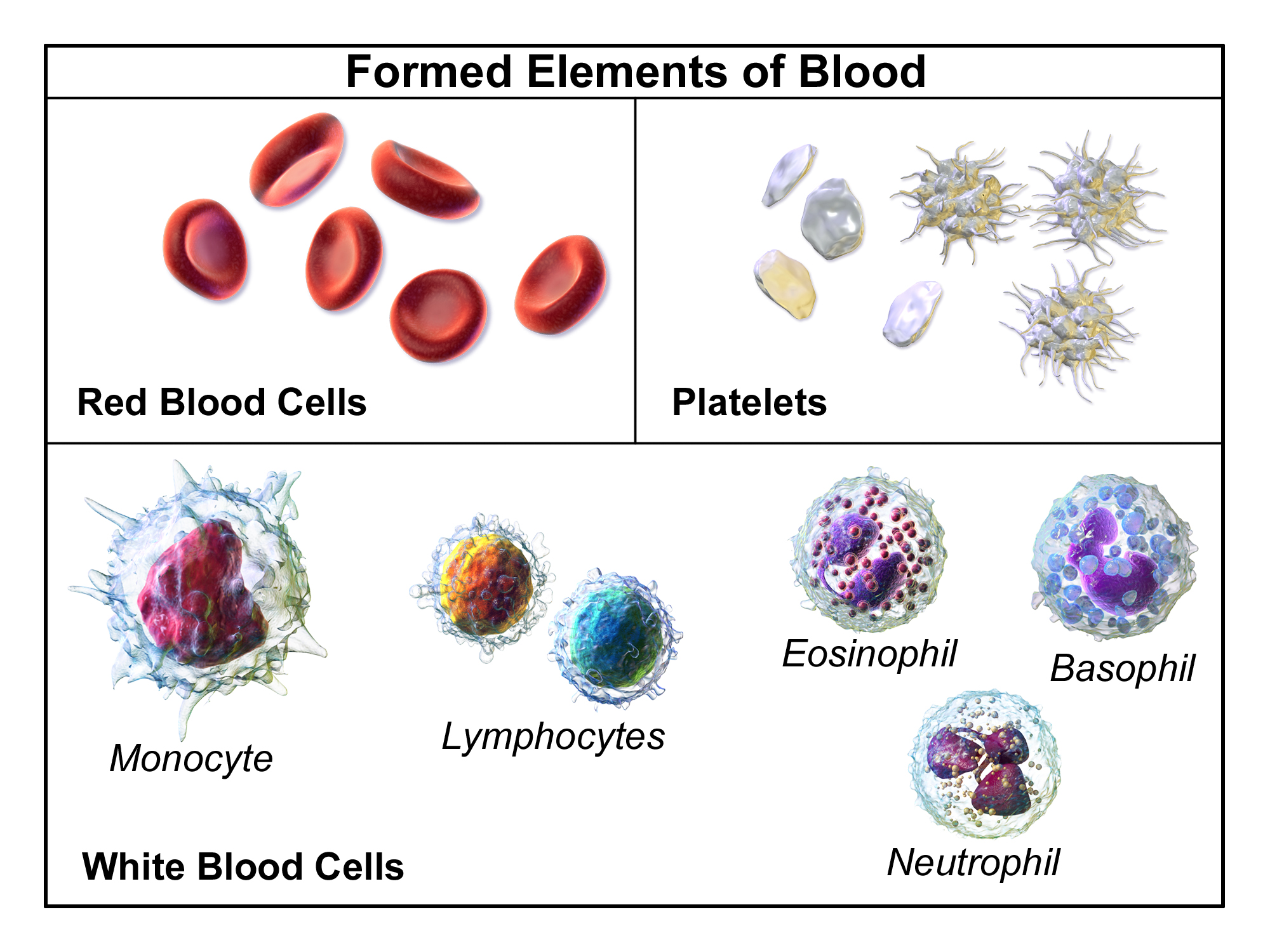 A Complete Blood Count (CBC) measures the formed elements of the blood, including red blood cells (hemoglobin/hematocrit), white blood cells, and platelets.