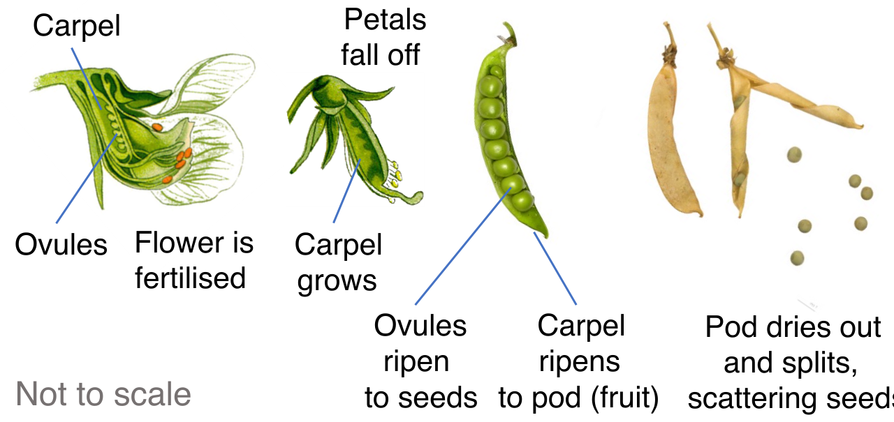 Following fertilization, the anatomy of the flower undergoes a radical transformation: the ovule matures into a seed containing the new embryo, and the surrounding ovary swells to become the fruit.