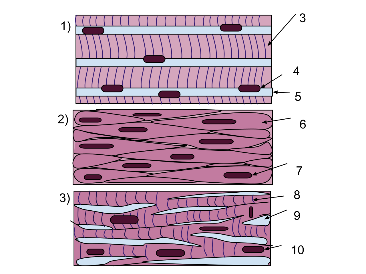 The three primary types of muscle tissue: skeletal (striated, voluntary), smooth (unstriated, involuntary), and cardiac (striated, involuntary).