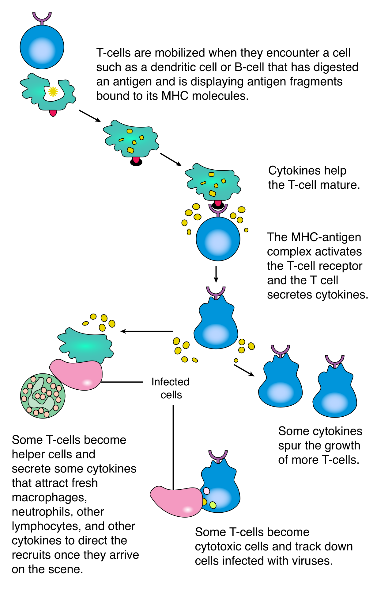 T lymphocyte activation pathways demonstrating how helper T cells process antigens to direct broader immune responses, while cytotoxic T cells directly engage and eliminate infected host cells.