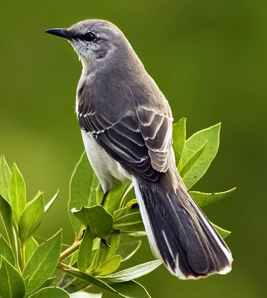 The mockingbird is famously used as a symbol of innocence in Harper Lee's quintessential coming-of-age novel, which tracks the psychological and moral maturity of its young protagonists.