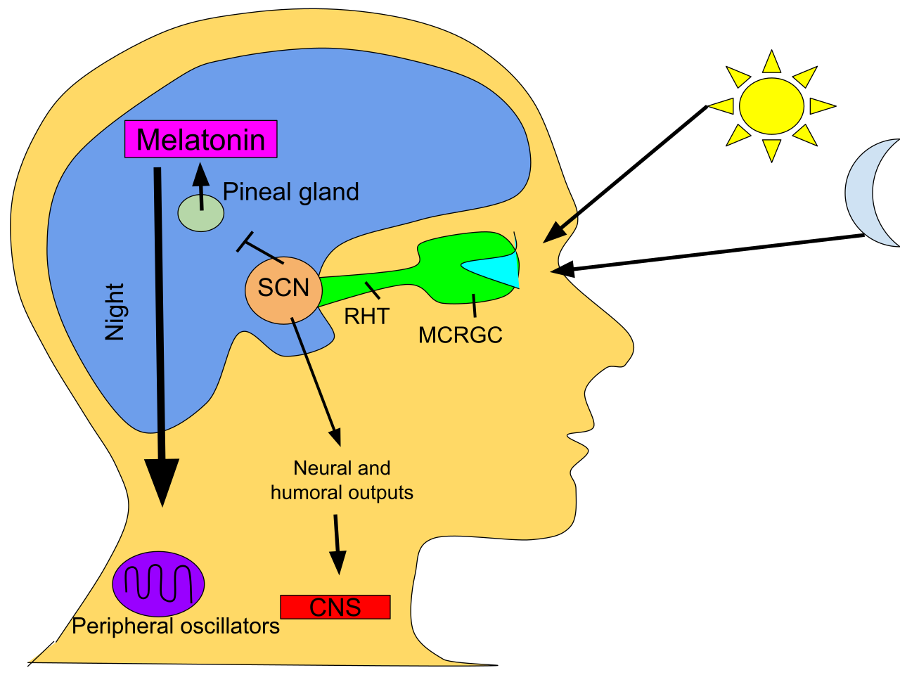 Diagram illustrating how exposure to light inhibits the pineal gland's production of melatonin, while darkness promotes melatonin secretion and sleep onset.