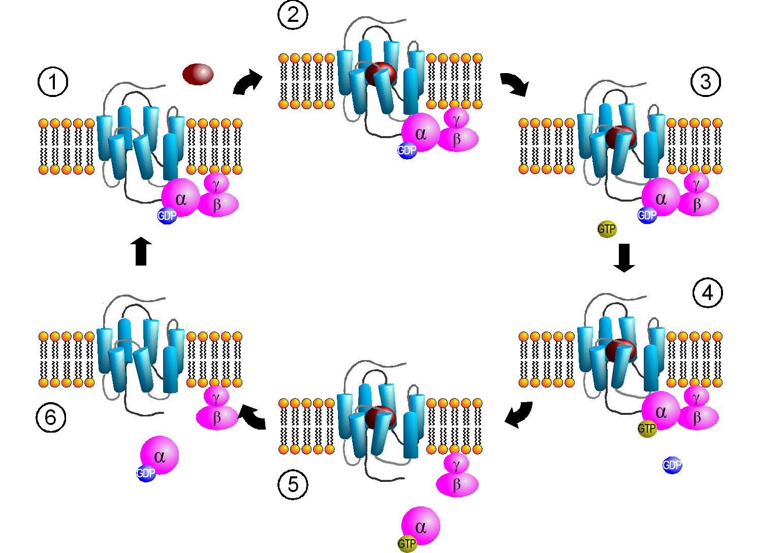 The activation cycle of a G-protein-coupled receptor (GPCR). Ligand binding induces a shape change that allows the G-protein's alpha subunit to exchange GDP for GTP, triggering a downstream signaling cascade.