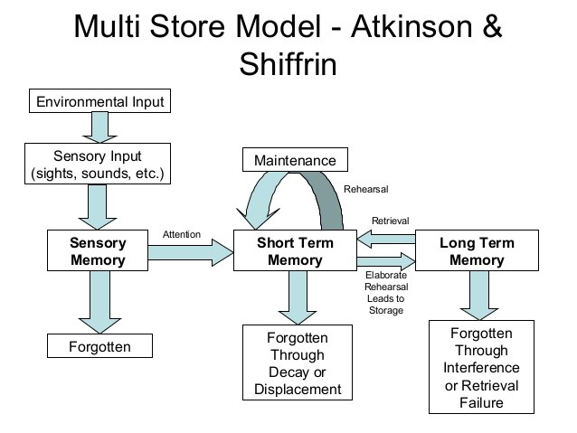 The information processing model visualizes the flow of data from sensory input to short-term working memory, and finally into long-term storage.